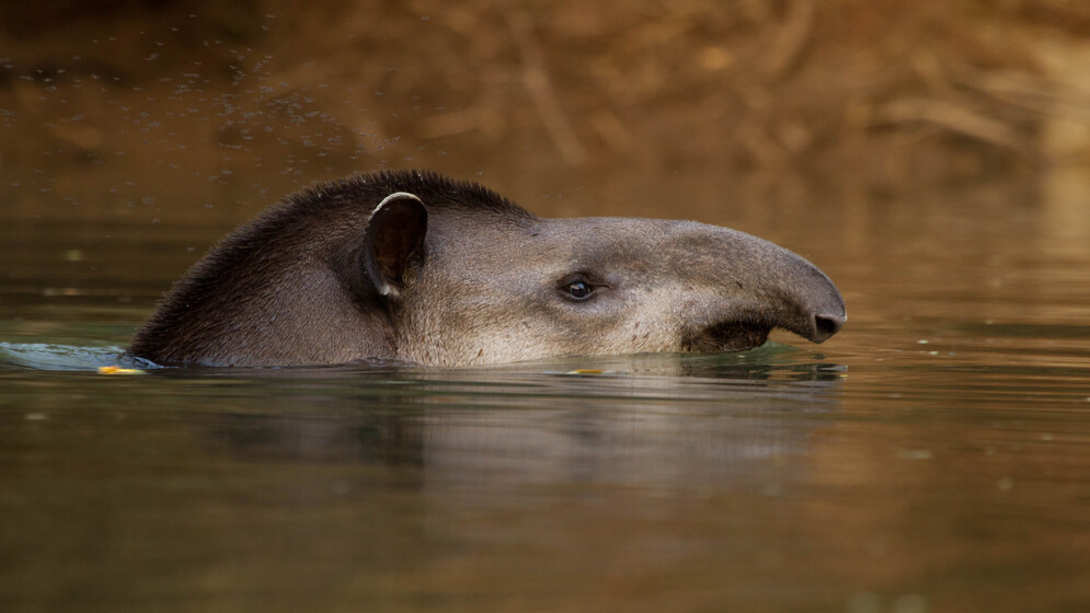 Comprueban el rol fundamental de una especie vulnerable en la conservación de bosques argentinos