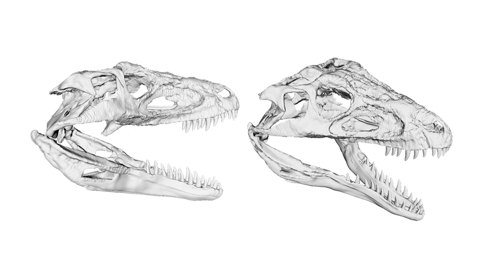 El estudio de la cabeza y el cerebro en 3D de un antepasado de los cocodrilos revela su forma de vida hace 237 millones de años