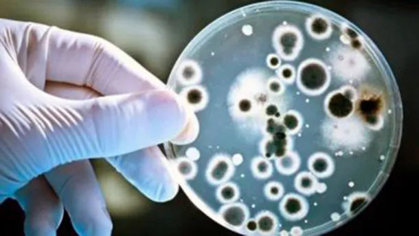 El Ministerio de Salud informa la situación epidemiológica de Streptococcus pyogenes