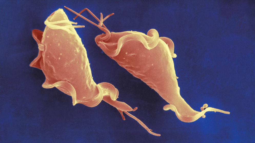 El desafío de combatir el avance de dos enfermedades parasitarias