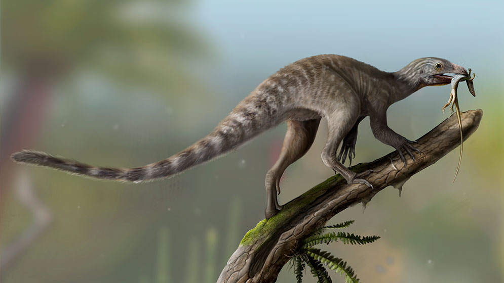 Un fósil devela un enigma de la paleontología: cómo eran los ancestros de los reptiles voladores