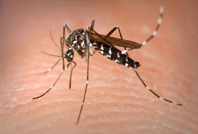 Como mantener los cuidados para evitar la propagación del dengue?
