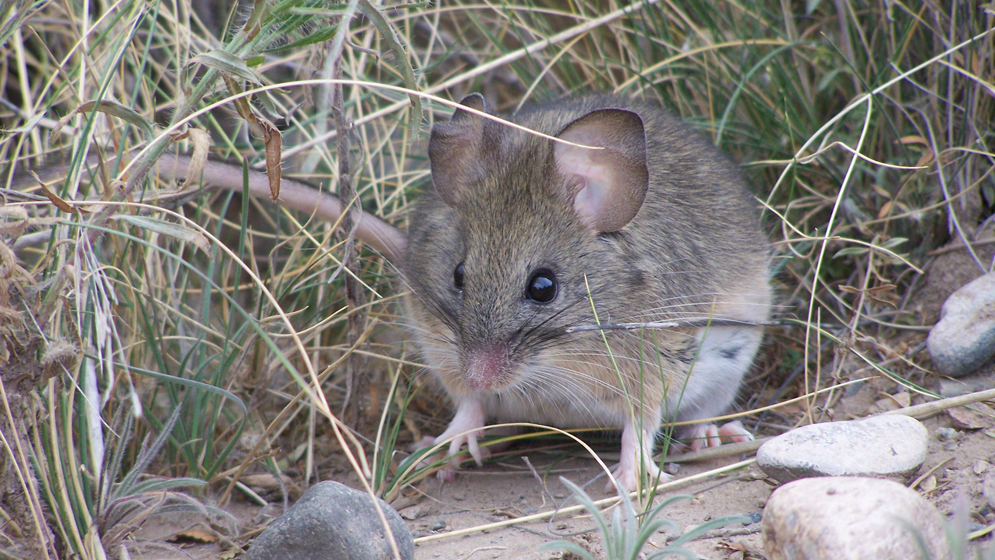 Estudian el comportamiento de roedores que habitan en ambientes de gran altitud
