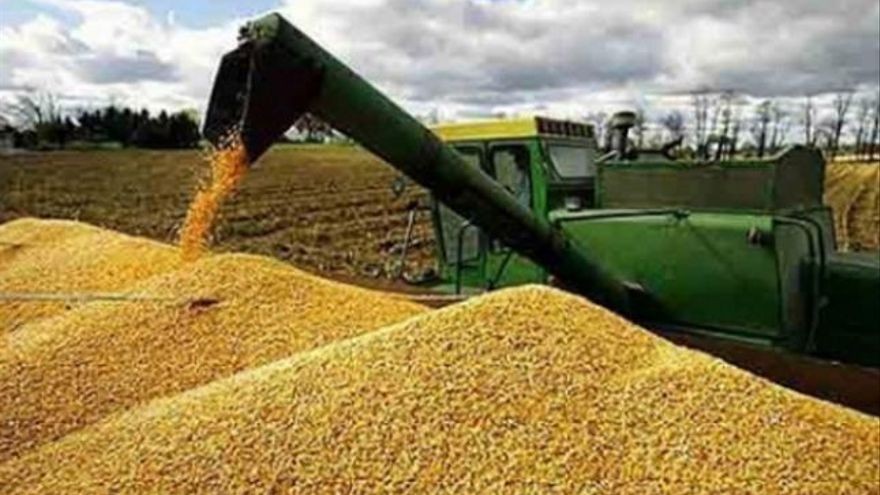 Alerta en el campo: el dólar bajo tras el fin del cepo agrava la incertidumbre agroexportadora