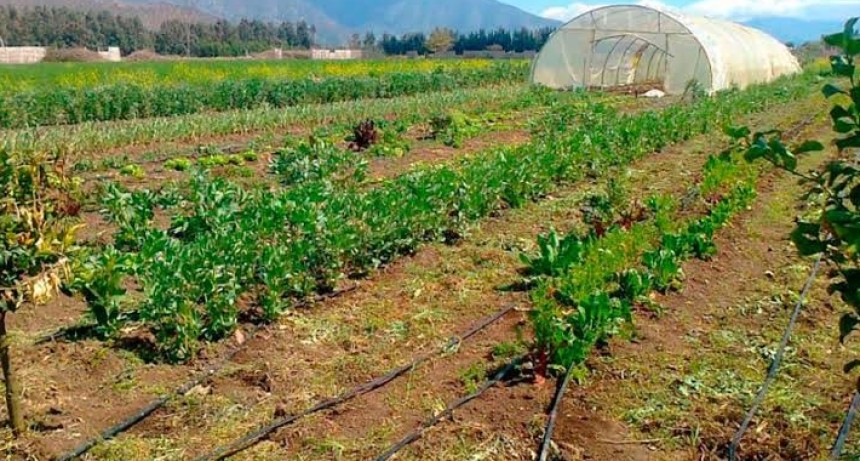 ECONOM&Iacute;AS REGIONALES EN ROJO: precios pisados, costos altos y productores al l&iacute;mite bajo el ajuste de Milei