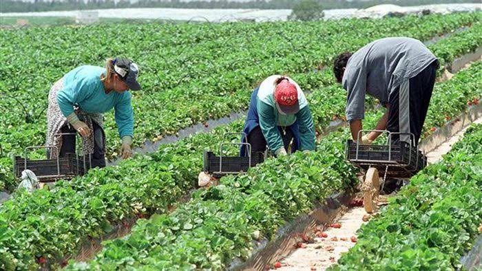 ALERTA EN EL CAMPO: 120.000 empleos rurales quedaron bajo presi&oacute;n tras vencer un decreto clave